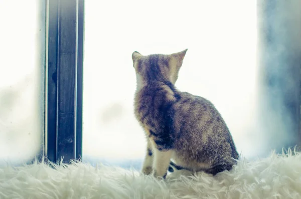 Chat Gris Assis Près Fenêtre Seul — Photo