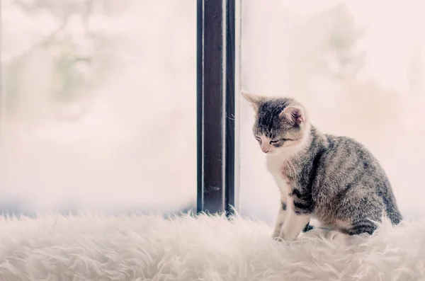 Grijze Kat Zittend Door Het Venster Alleen Kopieer Ruimte — Stockfoto