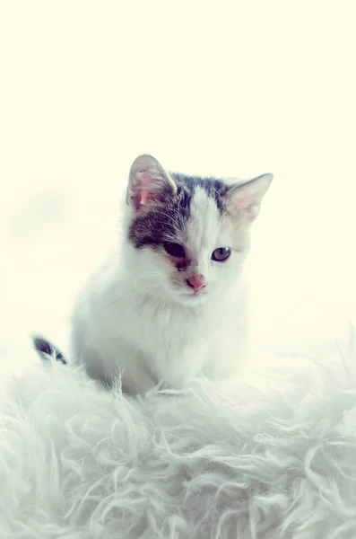 Branco Gato Cinza Sentado Esperando Pela Janela Sozinho — Fotografia de Stock