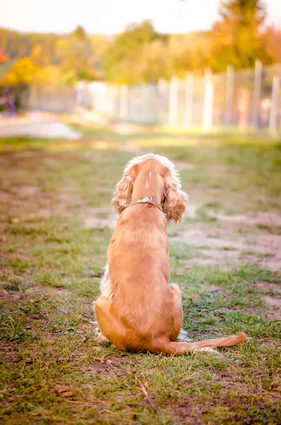 Милий Собака Сидить Сам Чекає Свого Власника — стокове фото