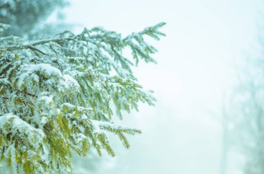 kar ile kaplı kış ormandaki çam dal 