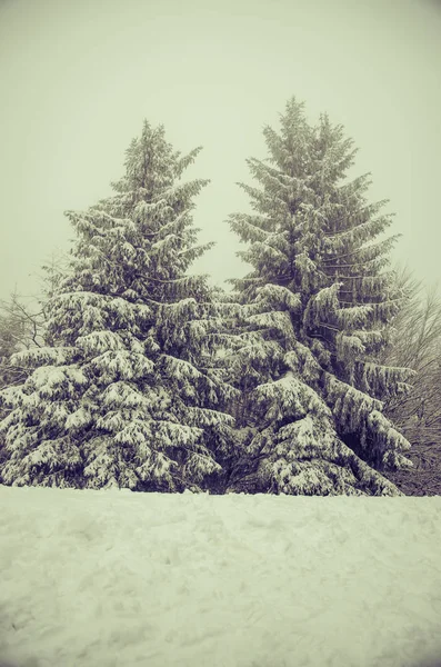 Vinter Skogsträd Täckt Snö — Stockfoto