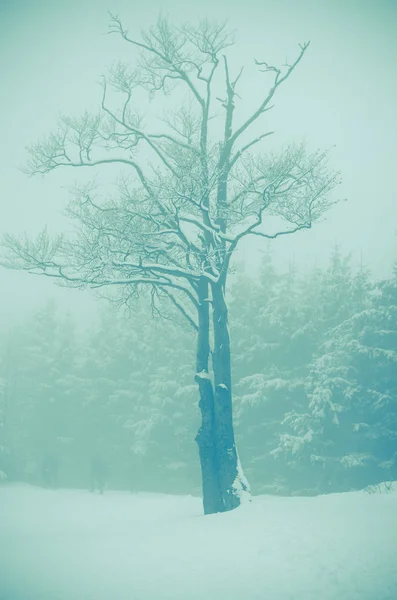 Winterwald Mit Schnee Bedeckt — Stockfoto