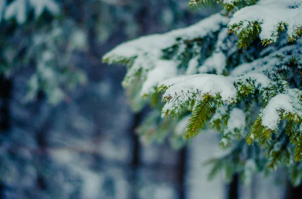 Galho Pinho Floresta Inverno Coberta Neve — Fotografia de Stock