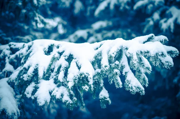 Pine Kvist Vinter Skog Täckt Snö — Stockfoto