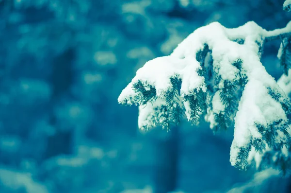 Galho Pinho Floresta Inverno Coberta Neve — Fotografia de Stock