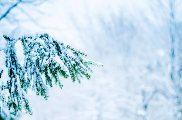 Pine Kvist Vinter Skog Täckt Snö — Stockfoto