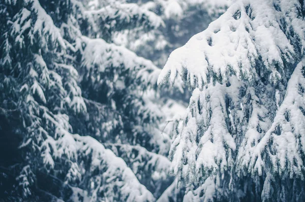 Kar Ile Kaplı Kış Ormandaki Çam Dal — Stok fotoğraf