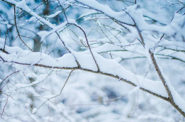 被雪覆盖的冬天森林里的树枝 — 图库照片