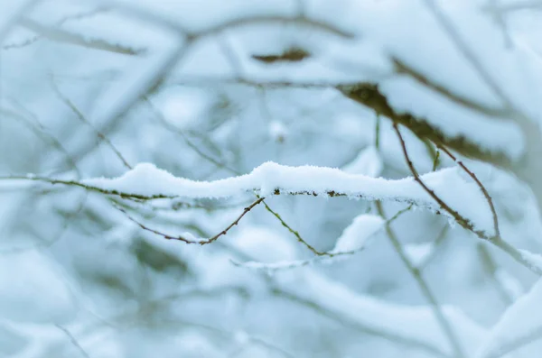 Kvist Vinter Skog Täckt Snö — Stockfoto