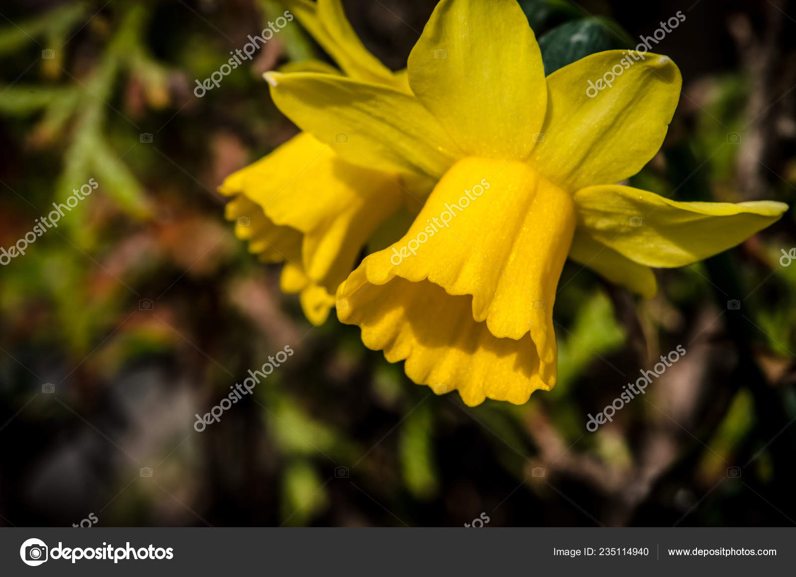 盛开的春天黄色水仙水仙花 图库照片 C Katarinagondova