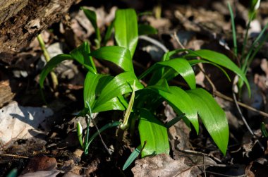 sağlıklı bahar yeşil sarımsak yaprakları 
