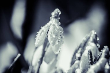 bahar beyaz kardelen çiçek detay moochrome