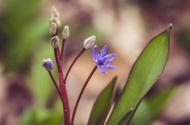 basit mavi bahar çiçek ve yeşil yaprakları