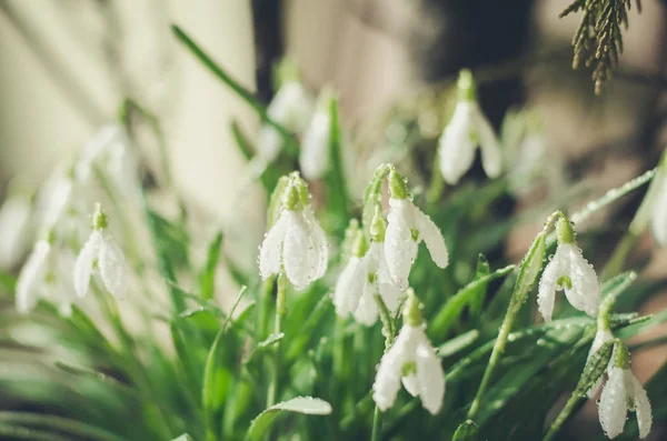 Spring White Snowdrop Flower Bloom — Stock Photo, Image