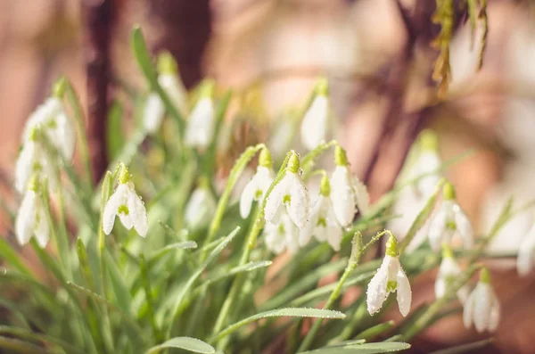 森の湧き水で屋外美しい白いスノー ドロップの花 — ストック写真
