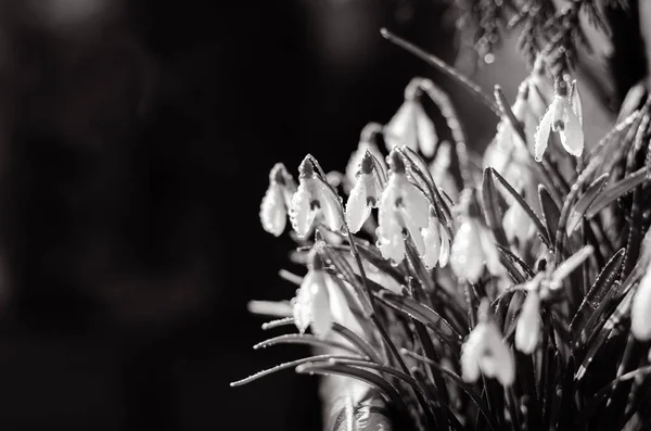 Lente Witte Snowdrop Bloem Bloom Monochroom — Stockfoto