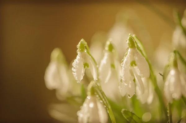 Frühling Weiß Schneeglöckchen Blume Blüte Pastell Ton — Stockfoto