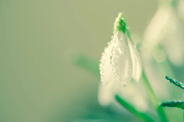 Primavera Bianco Bucaneve Fiore Fiore — Foto Stock