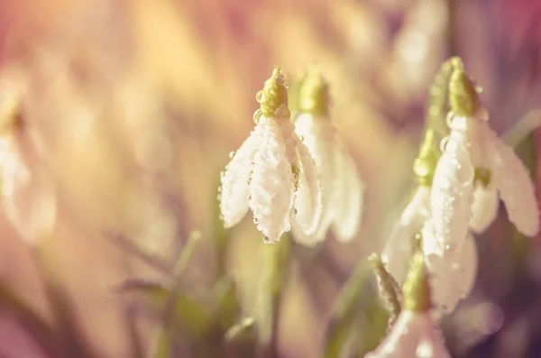 Primavera Blanco Nevada Flor Flor Detalle Pastel Tono Efecto —  Fotos de Stock