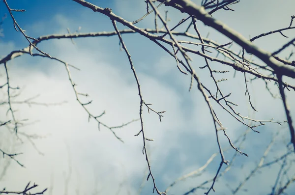 Jarní Strom Větví Modrá Obloha — Stock fotografie