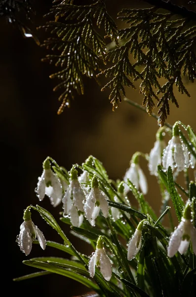 Jarní Bílé Sněženka Květ Květ — Stock fotografie