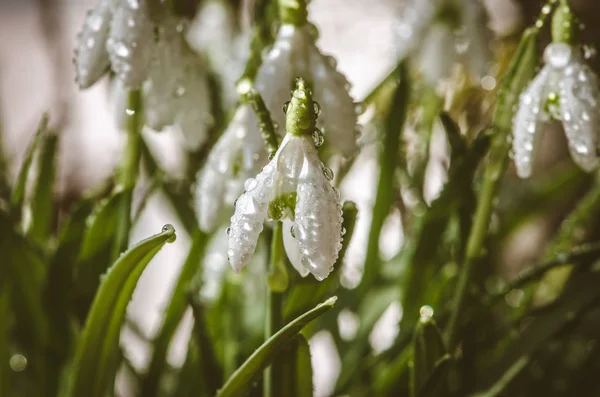Gyönyörű Fehér Hóvirág Virágok Szabadtéri Tavaszi Erdő — Stock Fotó