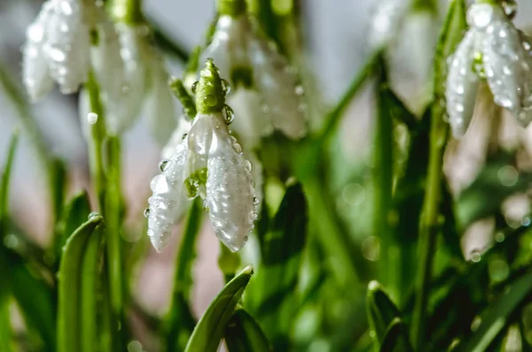Fehér Tavaszi Hóvirág Virág Virágzik — Stock Fotó