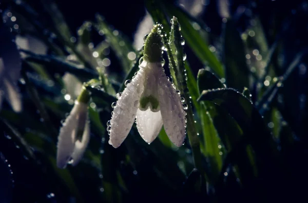 白い春スノー ドロップの花詳細バックライト — ストック写真