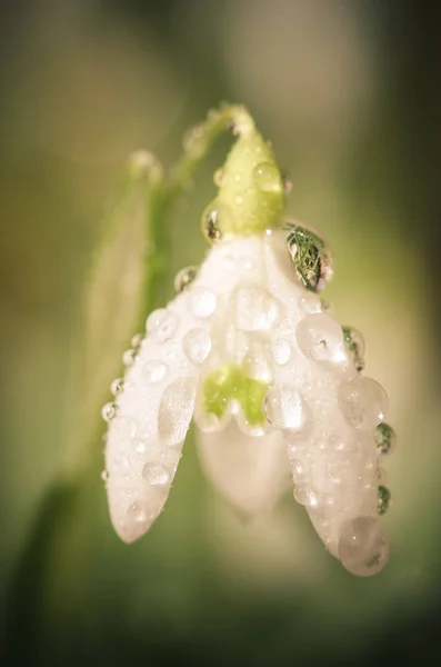 Jarní Bílé Sněženka Květ Detail — Stock fotografie