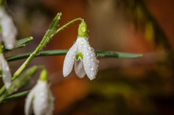 Jarní Bílé Sněženka Květ Květ — Stock fotografie