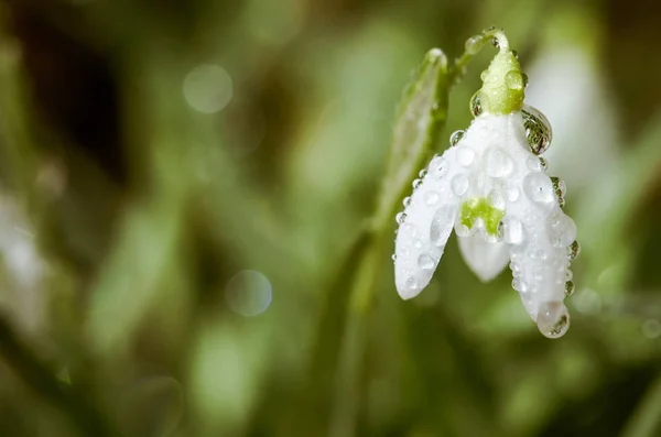 Období Rozkvětu První Jarní Bílé Sněženka Květ Detail — Stock fotografie