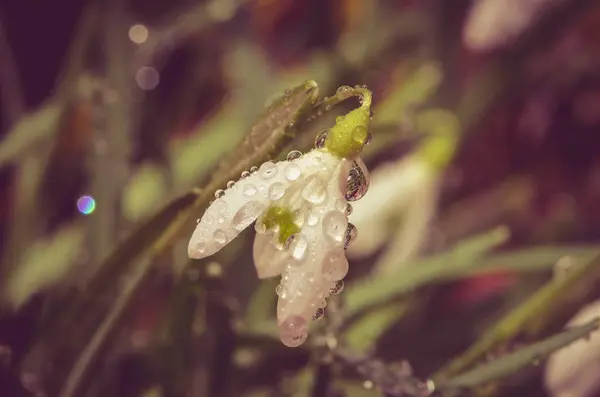 Floración Primera Primavera Blanca Nevada Detalle Flor — Foto de Stock