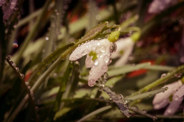 Virágzó Első Fehér Tavaszi Hóvirág Virág Részletek — Stock Fotó
