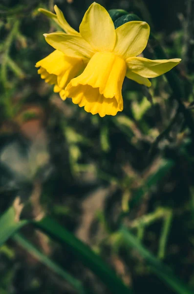 盛开的春天黄色水仙水仙花 — 图库照片