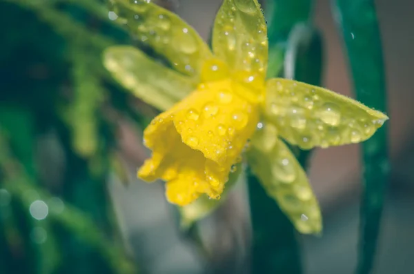 Kwitnąca Wiosna Kwiat Żółty Narcyz Żonkil — Zdjęcie stockowe
