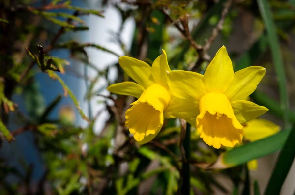 春の黄色いスイセン水仙開花情報はこちら — ストック写真