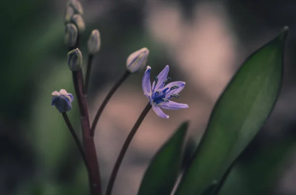 Eenvoudige Blauwe Lente Bloemen Groene Bladeren — Stockfoto