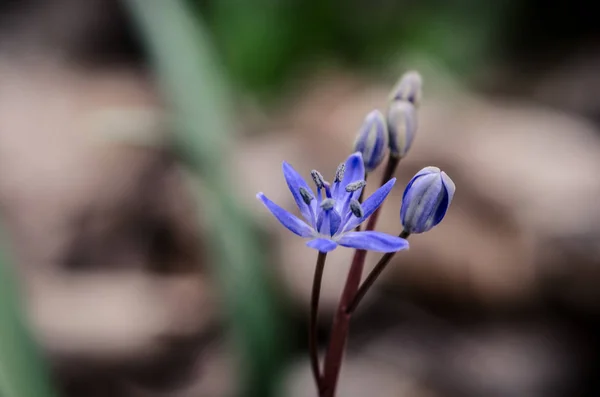 Jednoduché Modré Jarní Květiny Zelené Listy — Stock fotografie