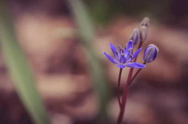 Jednoduché Modré Jarní Květiny Zelené Listy — Stock fotografie