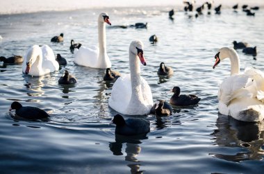 güzel beyaz kuğu ve ördekler su yüzeyinde kış zamanında donmuş gölet üzerinde Grup