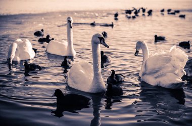 güzel beyaz kuğu ve ördekler su yüzeyinde kış zamanında donmuş gölet üzerinde Grup