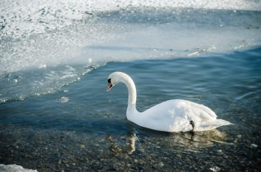 güzel beyaz kuğu kış döneminde yalnız su birikintisi yüzeyi