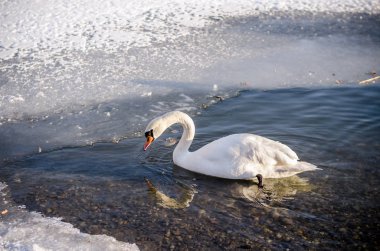 güzel beyaz kuğu kış döneminde yalnız su birikintisi yüzeyi
