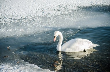 güzel beyaz kuğu kış döneminde yalnız su birikintisi yüzeyi