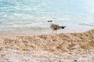deniz kenarında kayalık plajda martı kuş