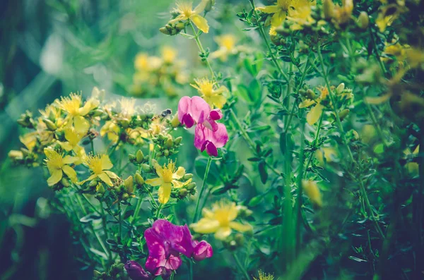 Colorful rural flowers — Stock Photo, Image