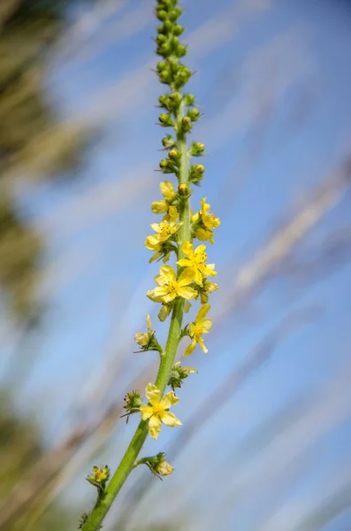 Jaune mulet fleur rurale — Photo