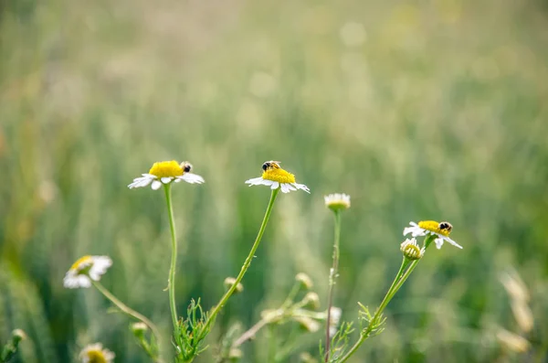 Flores de camomila contra campo de trigo — Fotografia de Stock