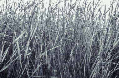  çim arka plan tek renkli